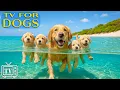 Download Lagu 🔴 LIVE Dog TV: Relaxing Music for Dogs When Home Alone 🐶 Anti Anxiety \u0026 Dog Stress Relief Music