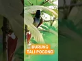 Download Lagu BURUNG TALI POCONG DI ALAM LIAR 🔥🔥🔥