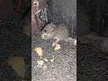 Download Lagu Brown Rat Sounds 🐀 | Mouse Sounds #shorts
