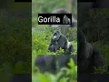 Animals With Down Syndrome