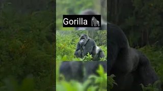 Animals With Down Syndrome