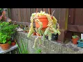 Sedum morganianum Burros Tail Succulent Plant in Bloom - Donkey s Tail