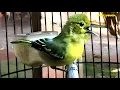 Download Lagu Suara Burung Sirtu Gacor Full Isian