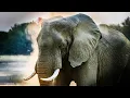 Uncovering Gabon’s Elephant Poaching Hub (4K Documentary)