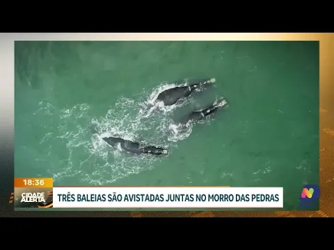 Natureza espetacular: três baleias são avistadas juntas em Florianópolis