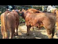 Download Lagu 6 juta !! Limousin Super Calon Kontes !! Bikin Ngiler !! Pasar Sapi Jatirogo
