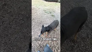#fyp #dream #doberman #pets #youtube