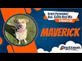 8 Month Old Great Cattle Dog Mix Off Leash K9 Board Train Oklahoma