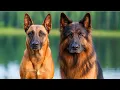 Belgian Malinois German Shepherd Mix The Ultimate Working Dog