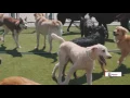 PetSuites of America