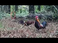 Download Lagu Memuaskan..!! MIKAT AYAM HUTAN setela hujan..