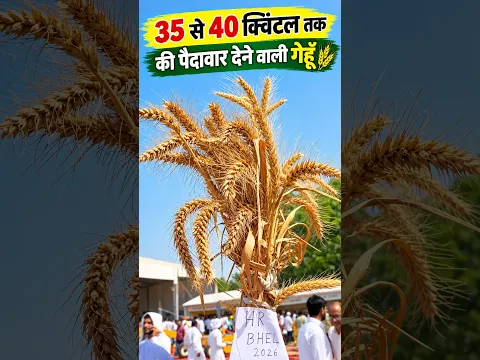 35 से 40 क्विंटल तक की पैदावार देने वाली गेहूँ #agriculture #viralshorts