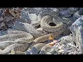 Snake Coil-up Compilation