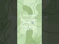 Dog names inspired by the ocean