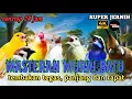 Download Lagu BESERAN KASAR CUCAK JENGGOT DAN KOMBINASI ISTIMEWA LAINYA UNTUK MURAI BATU LOMBA
