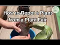 Download Lagu How to Repot a Plant from a Plant Fair