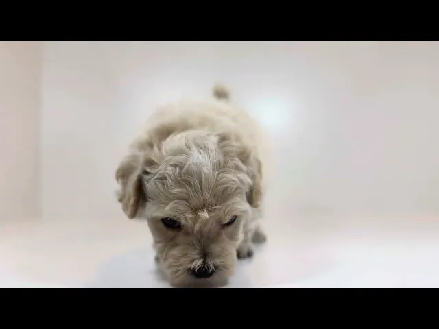 動画
