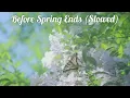 Before Spring Ends (Slowed w/ Lyrics) - WANG OK & Duke Lee
