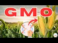 Download Lagu What are GMOs (Genetically Modified Organisms)?