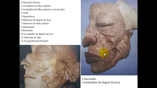 MÚSCULOS DA CABEÇA