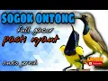 Download Lagu SOGOK ONTONG GACOR SUARA TAJAM UNTUK MASTERAN - audio jernih