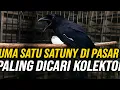Download Lagu JELAS REJEKI‼️SIAPA YG GAK BAHAGIA TIBA² NEMU BURUNG LANGKA SATU²NYA DIPASAR! PALING DICARI KOLEKTOR