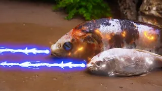Koi Fish vs Catfish – The Clash That Shook the Mud | Epic Stop Motion ASMR