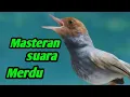 Lagu Masteran prenjak kepala merah suara ngalun || Pikat burung prenjak