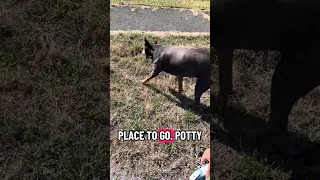 #fyp #dream #pets #doberman #vlog