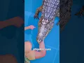 Download Lagu How To Escape An Alligator Death Roll 😨