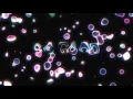 Fred Falke, Zen Freeman & Ten Ven - So Good (feat. Kelli-Leigh) [Official Full Stream]