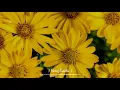 Techinicolor Fabrics - Volver A Comenzar / Letra / Lyrics