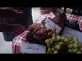 Download Lagu Teste la Ananas,Danica,Samson,Padaroc nesfetaia.Atos,Muscat de București cu Aurelian Manolescu