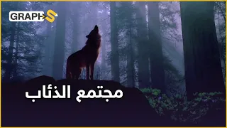 مجتمع الذئاب مجتمع فاق المجتمعات الإنسانية تنظيما 