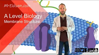 Membrane structure - A Level Biology