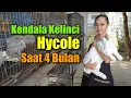 Download Lagu Kelinci Hycole 4 Bulan || Dan Kendalanya