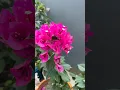 Download Lagu Spring is coming #spring #bougainvillea #flowers