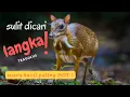 Download Lagu Langka Banget Suara Kancil  - MOUSE DEER SOUND #animals #animalsounds