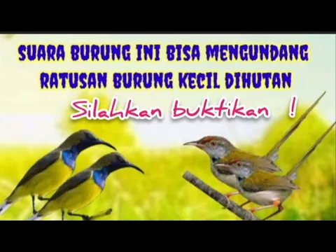 Download MP3 SUARA PIKAT SOGOK ONTONG RIBUT KOMBINASI PRENJAK LUMUT RIBUT