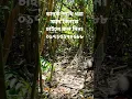 Download Lagu ruak ruak Bird trap easy.waterhen bird trap handing.