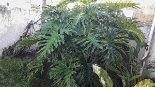 Guaimbê, "Banana de macaco" como fazer mudas da planta.
