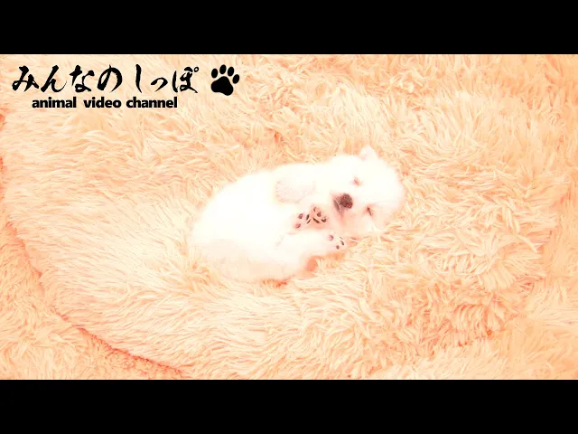 動画
