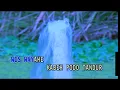 Download Lagu Koes Plus - Salah Mongso