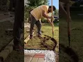 Expensive looking landscape edging