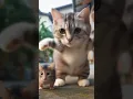 kucing lucu. joget lagu dangdut #cover #voiceeffects #jogetviral #laguviral