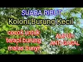 Download Lagu suara ribut koloni burung kecil cocok untuk terapi burung malas bunyi sangat ampuh anti gagal