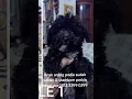 Download Lagu Anak anjing podle sudah vaksin \u0026 stambom perkinminat wa 0813 3399 0399