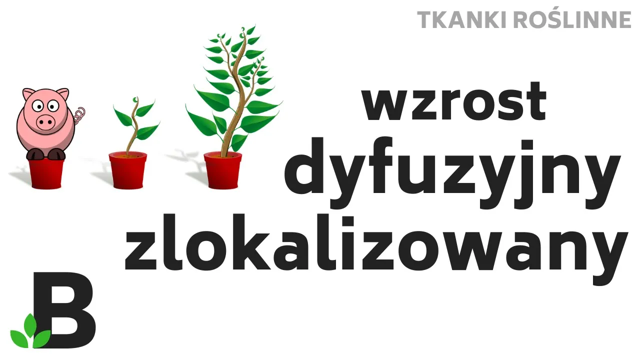💥 Wzrost Dyfuzyjny i Zlokalizowany Roślin i Zwierząt * Tkanki Roślinne - KOREPETYCJE z BIOLOGII -374