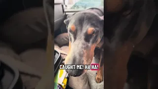 #fyp #dream #pets #doberman #vlog