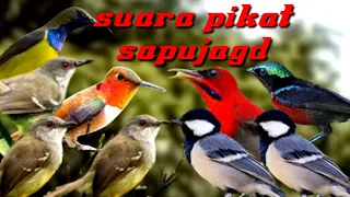 Download suara pikat burung sapu jagad, suara pikat semua jenis burung MP3